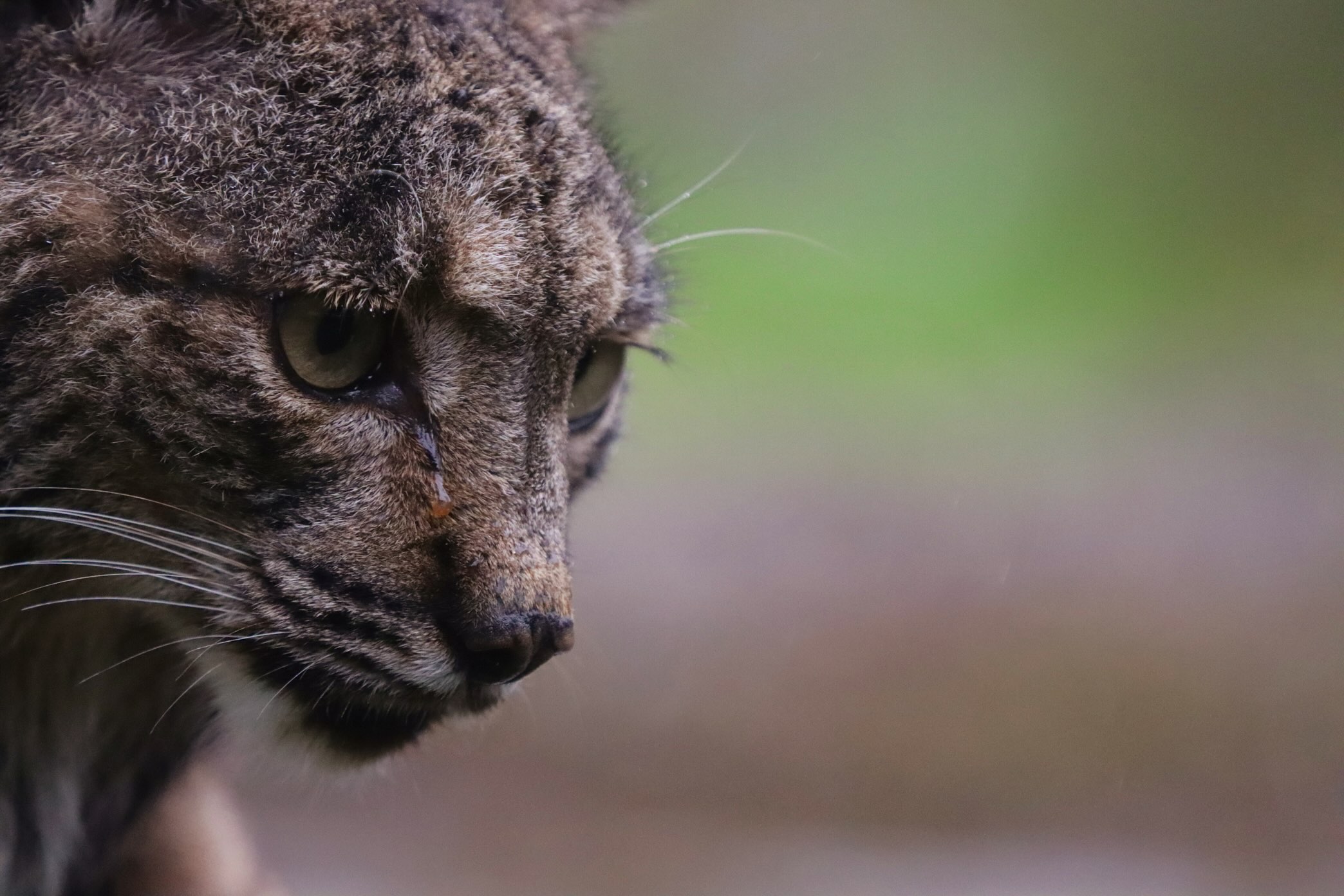 Lince iberíco