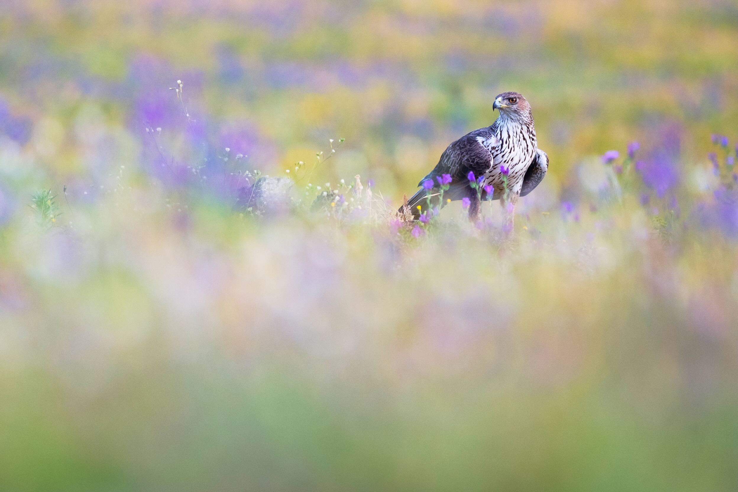 Águila perdicera entre flores