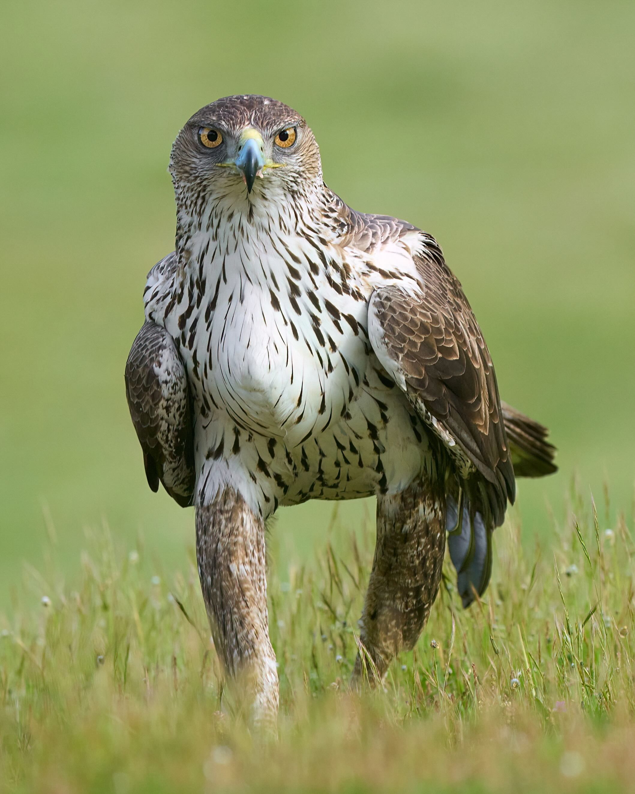 Boneñlli's eagle