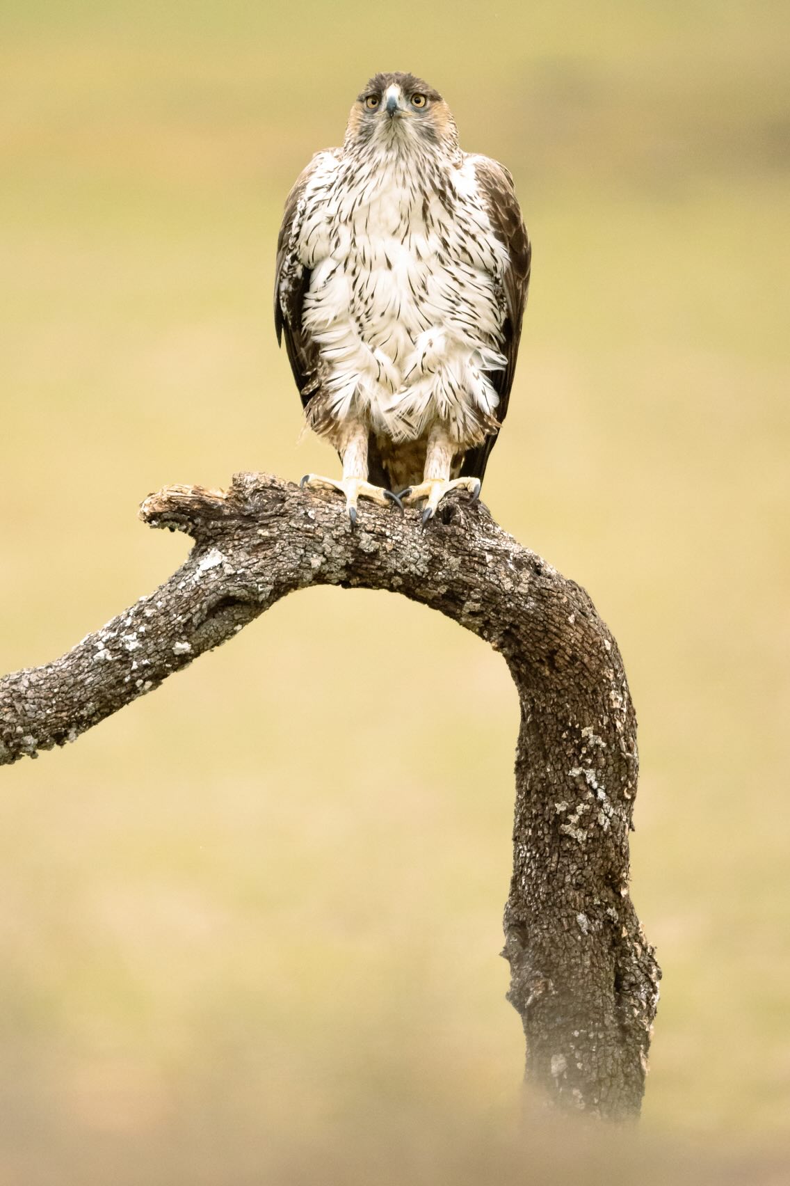 Bonelli's eagle