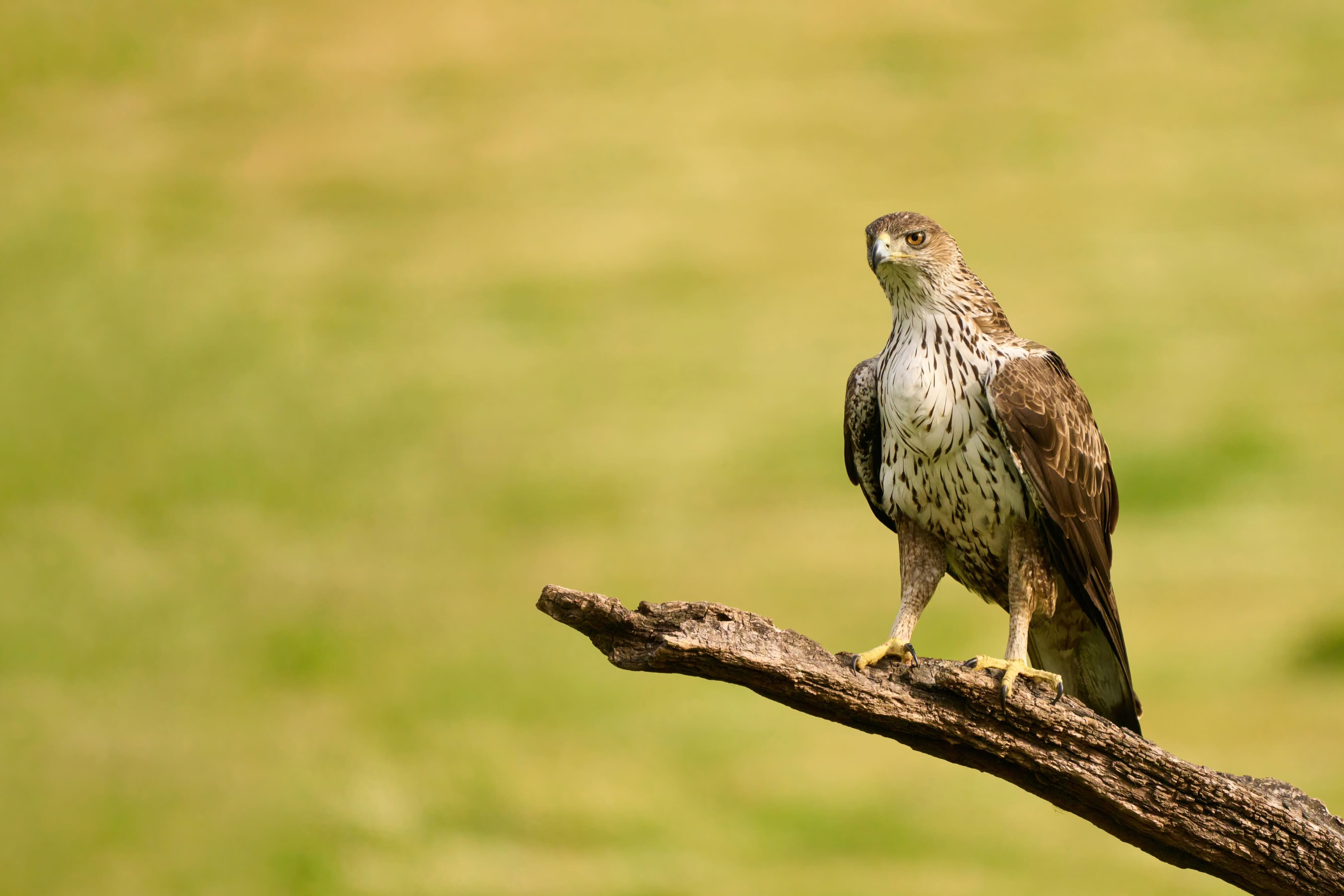 Bonelli's eagle
