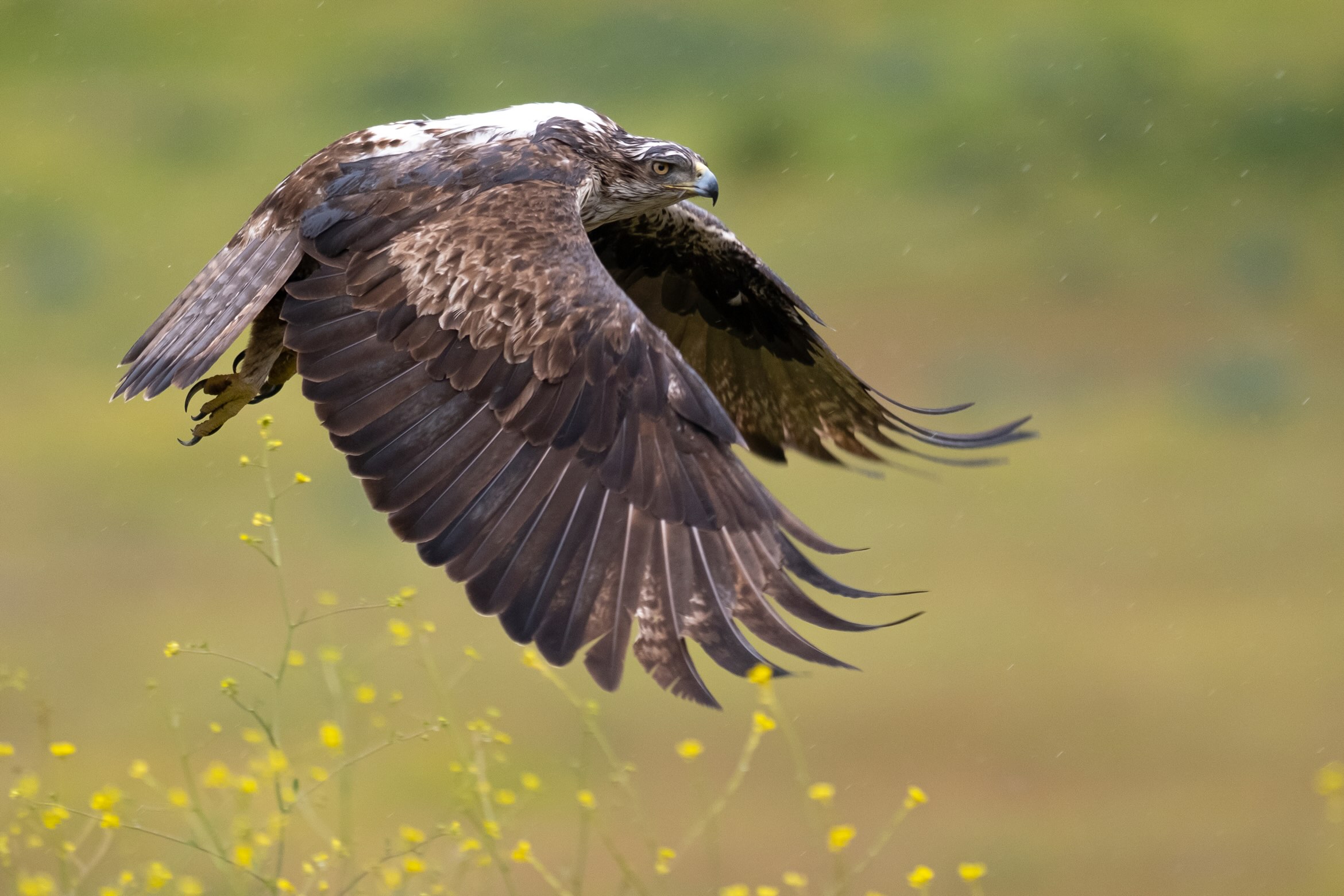 Águila perdicera