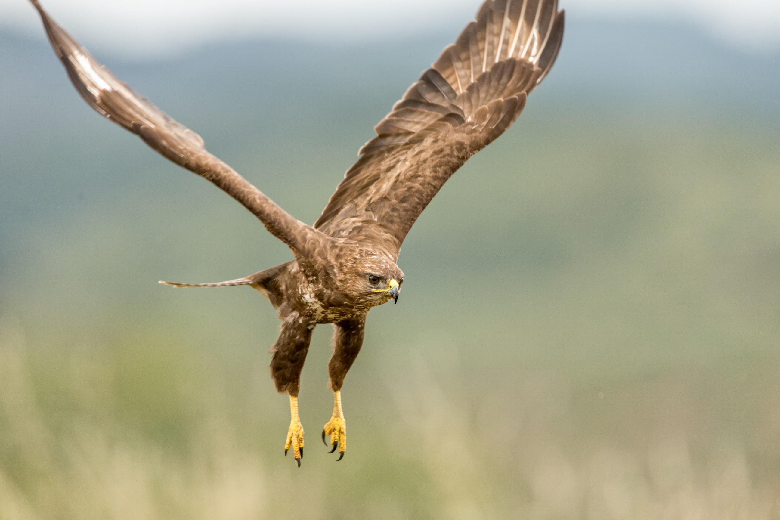 Buzzard in flight