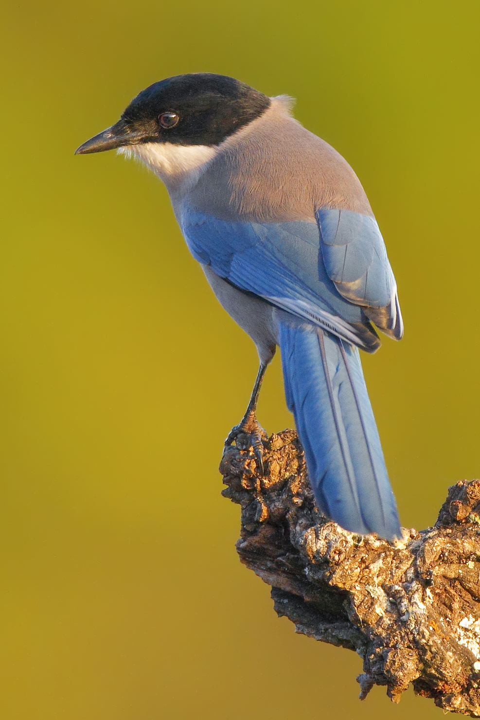 Azure-winged Magpie