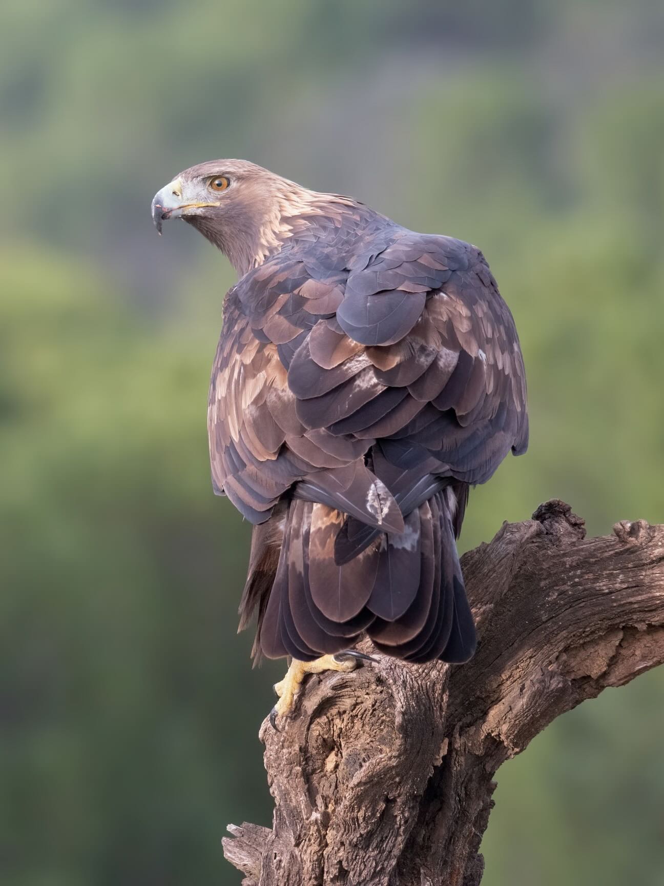 Golden eagle