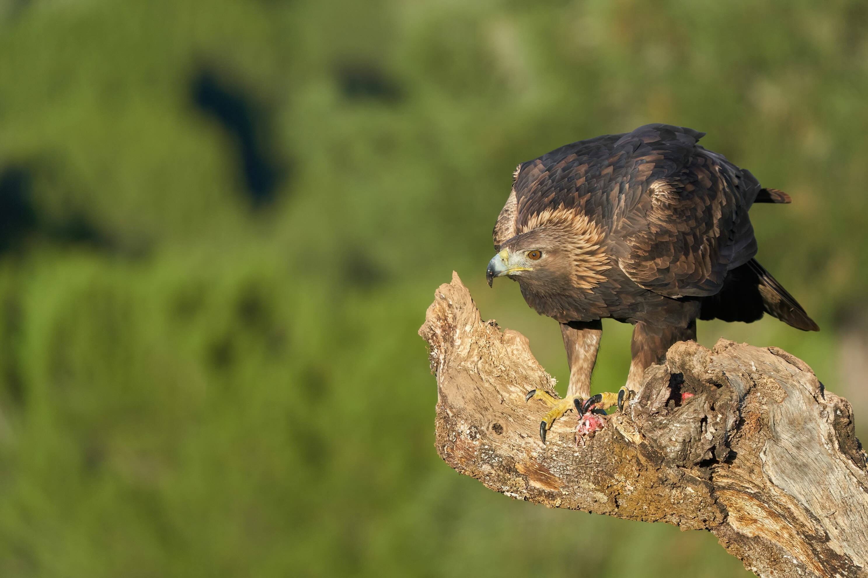 Golden eagle