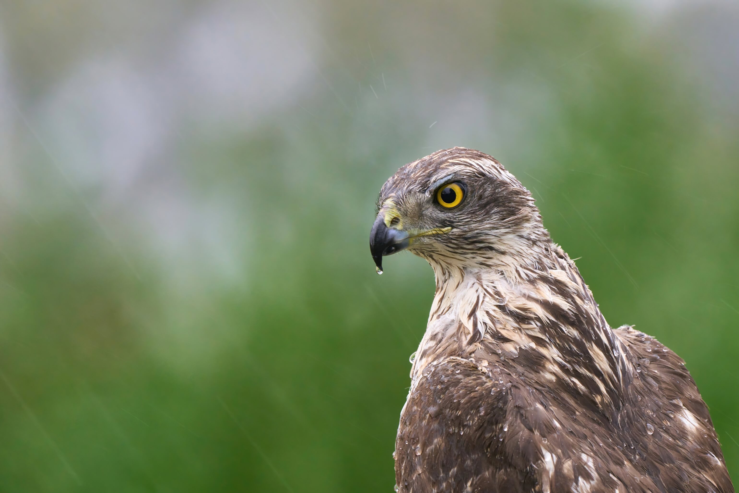 Goshawk