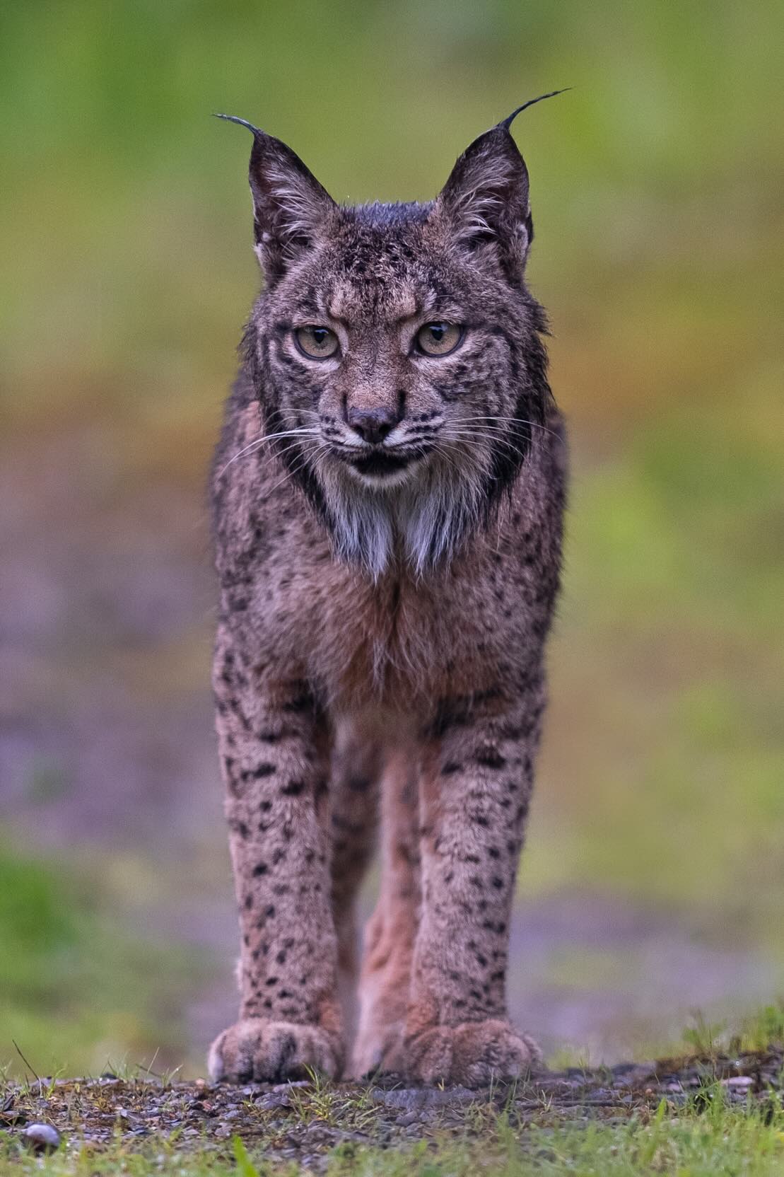 Iberian lynx