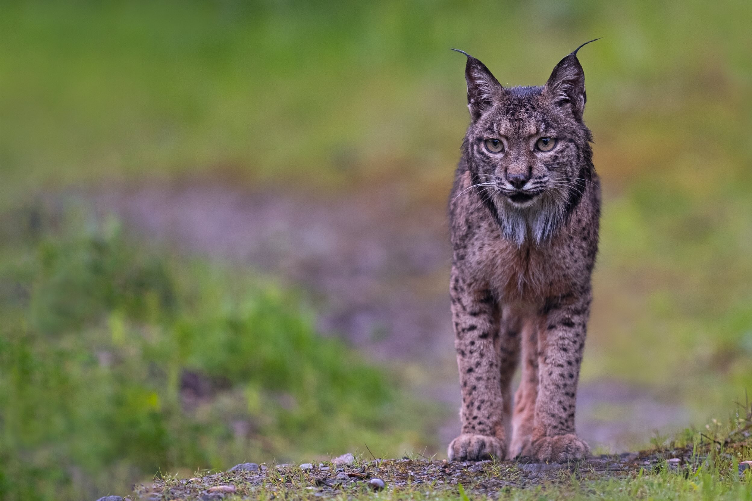 lince ibérico