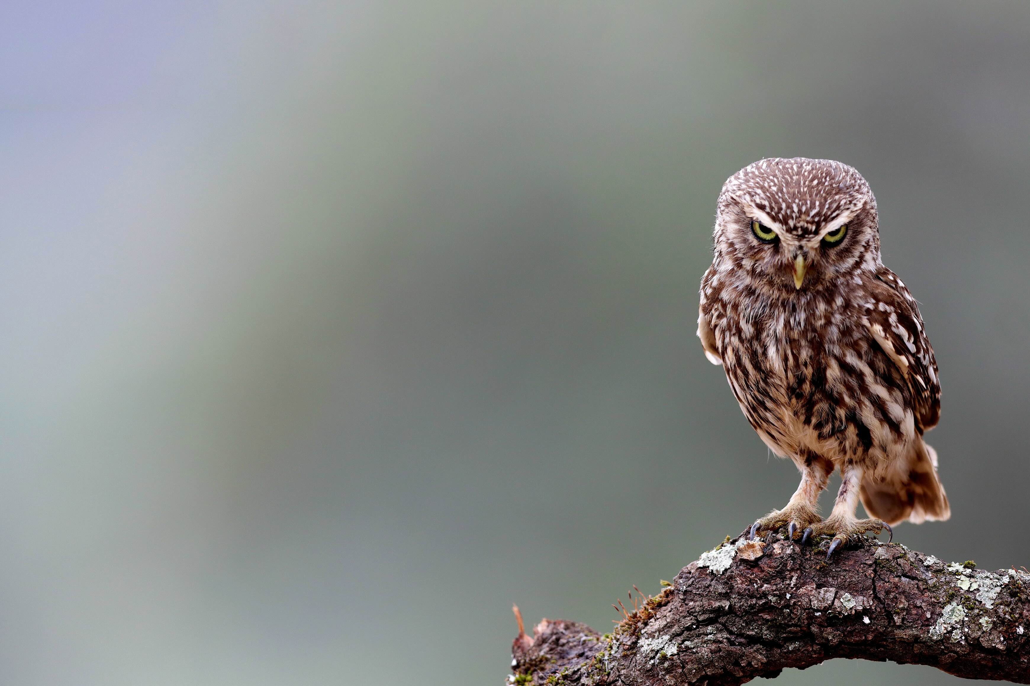 Little owl