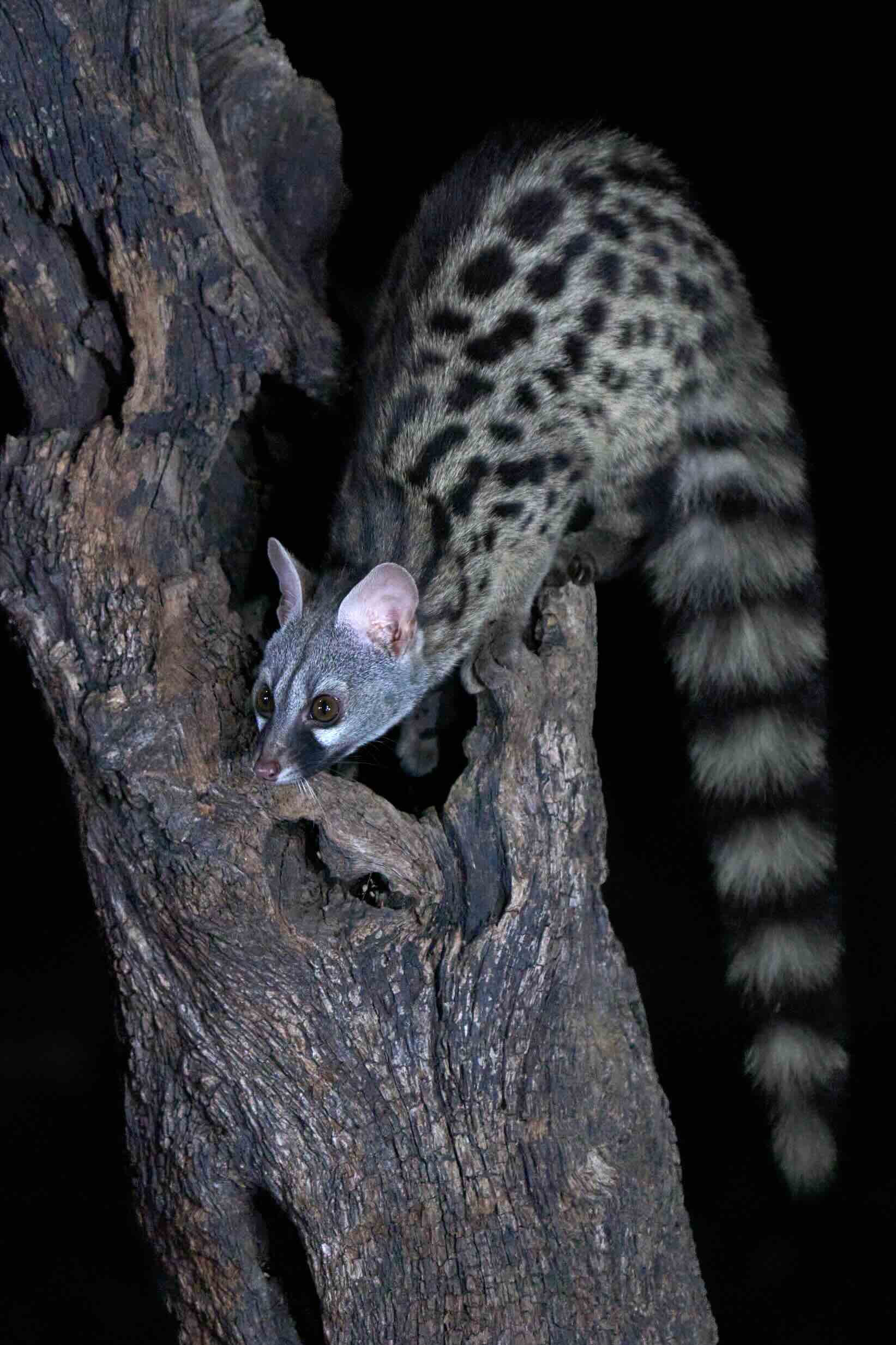 Genet
