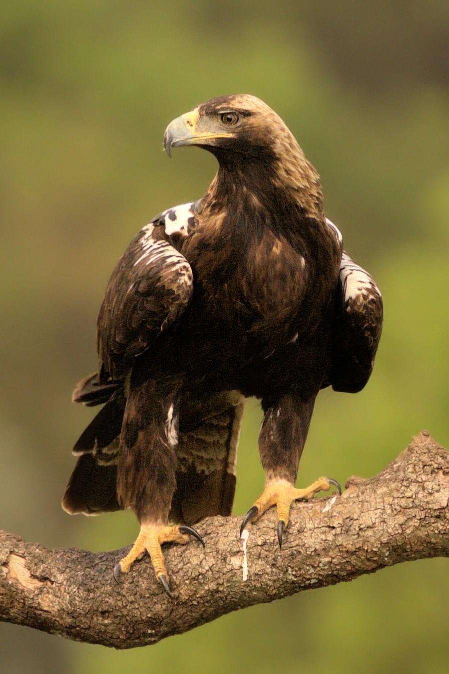 Spanish imperial eagle