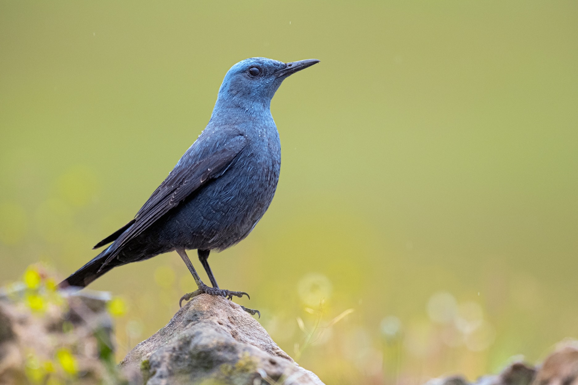 Águila perdicera