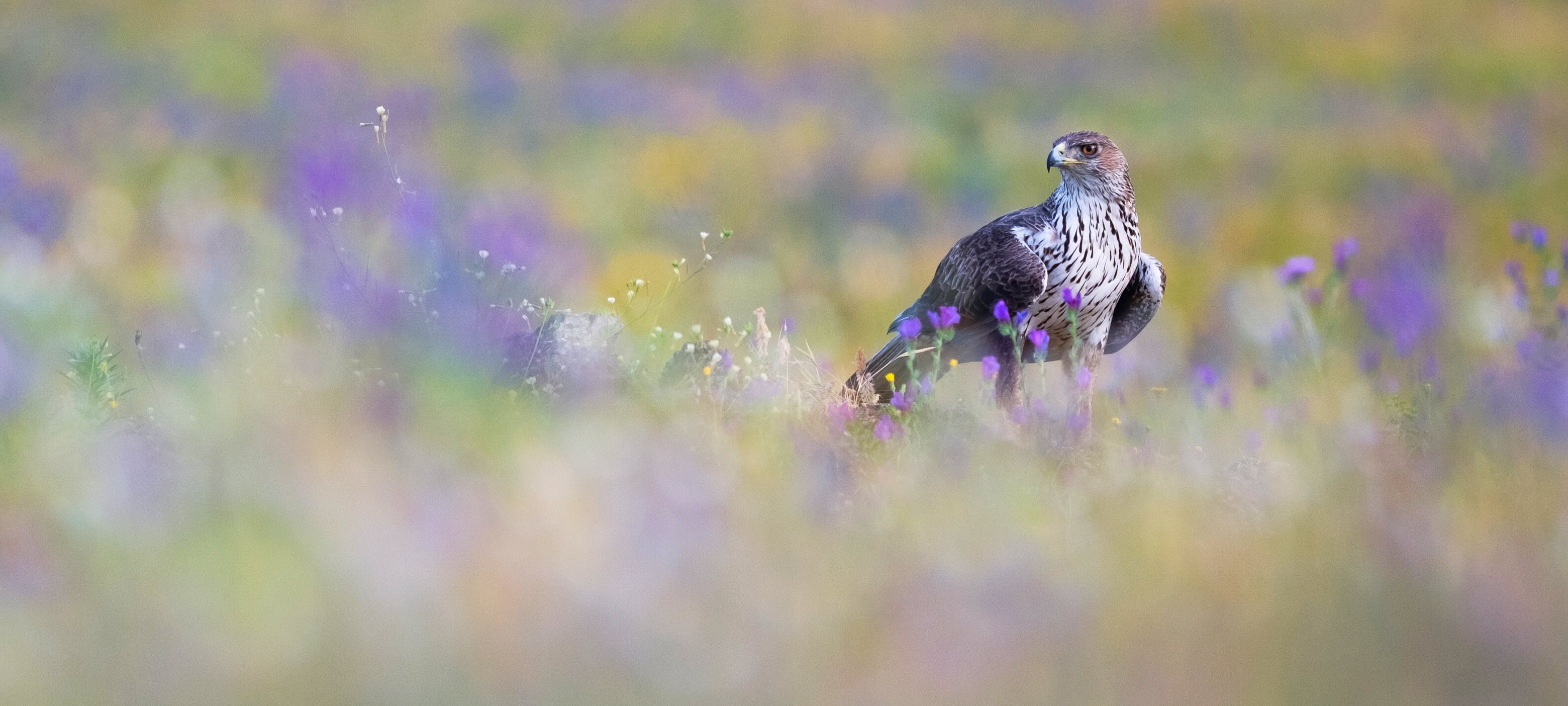 Águila perdicera