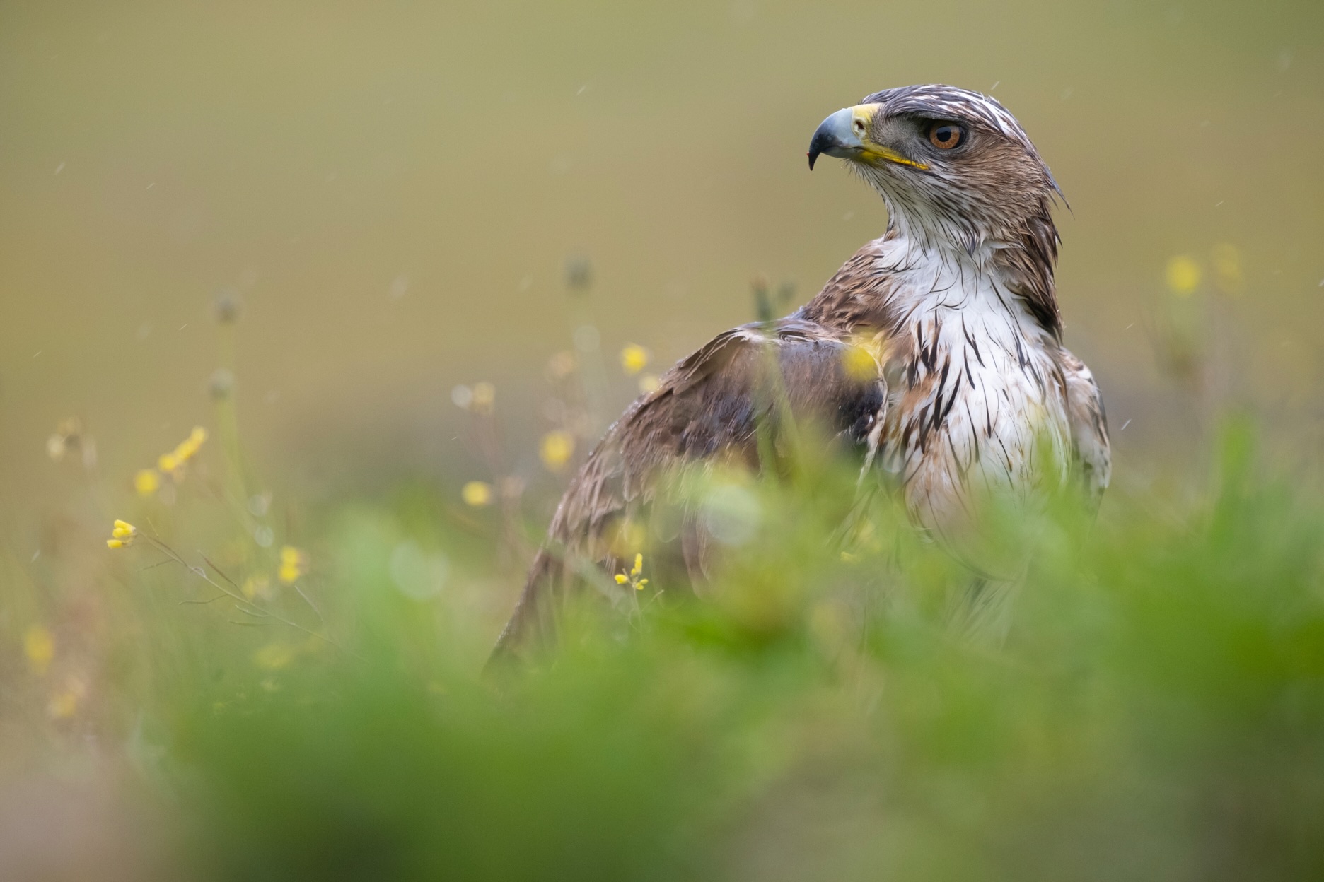 Águila perdicera