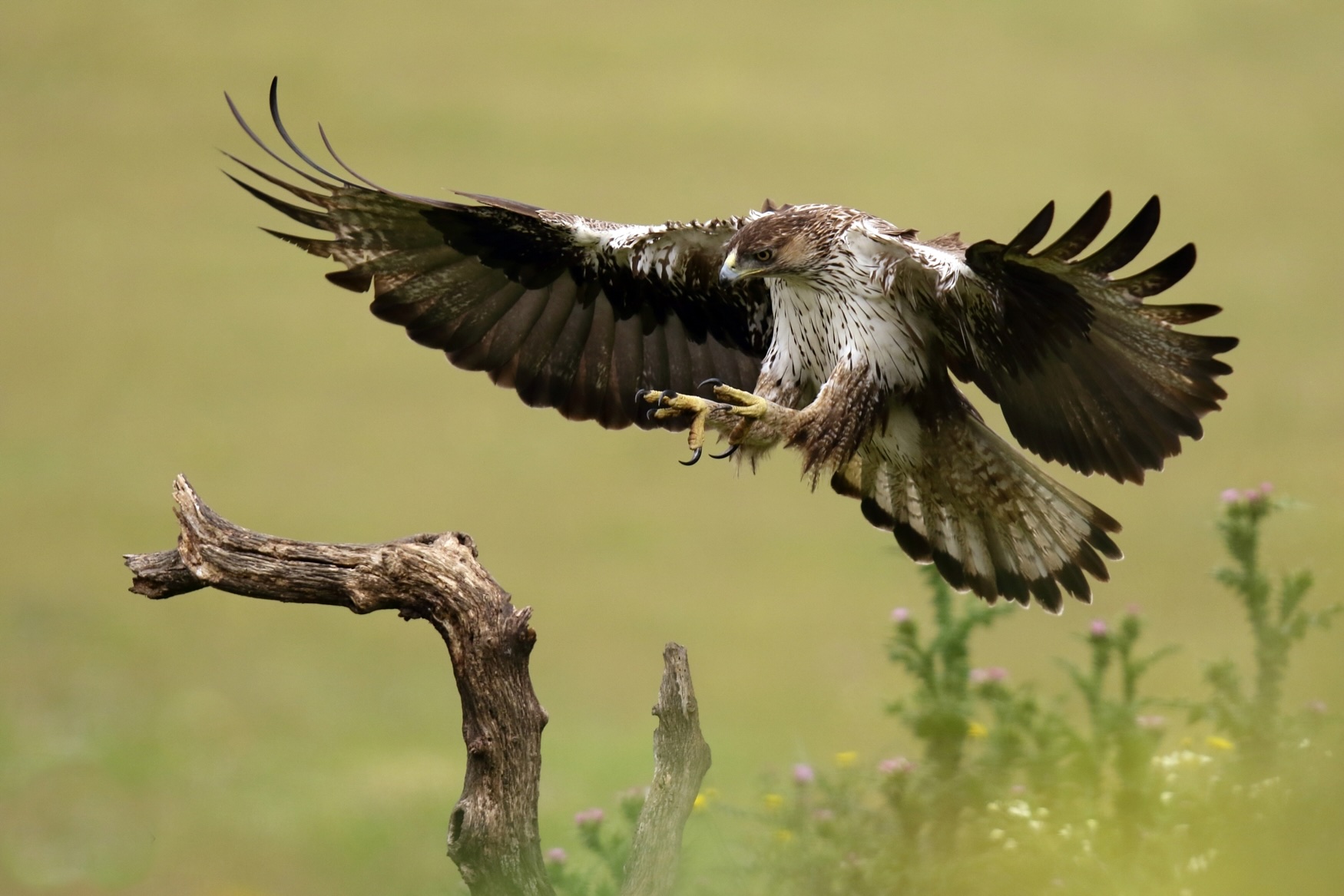 Águila perdicera