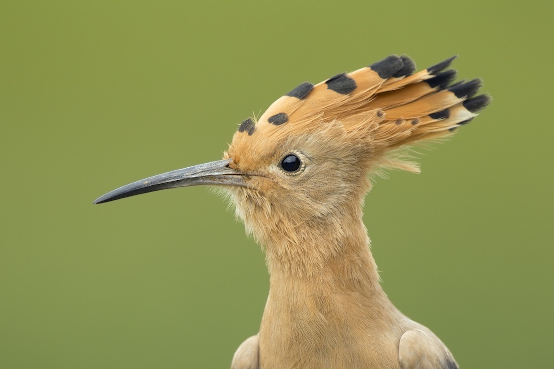 Abubilla