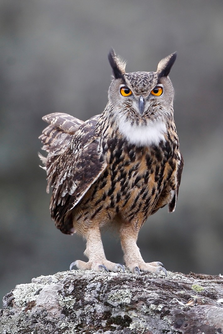 Eagle owl