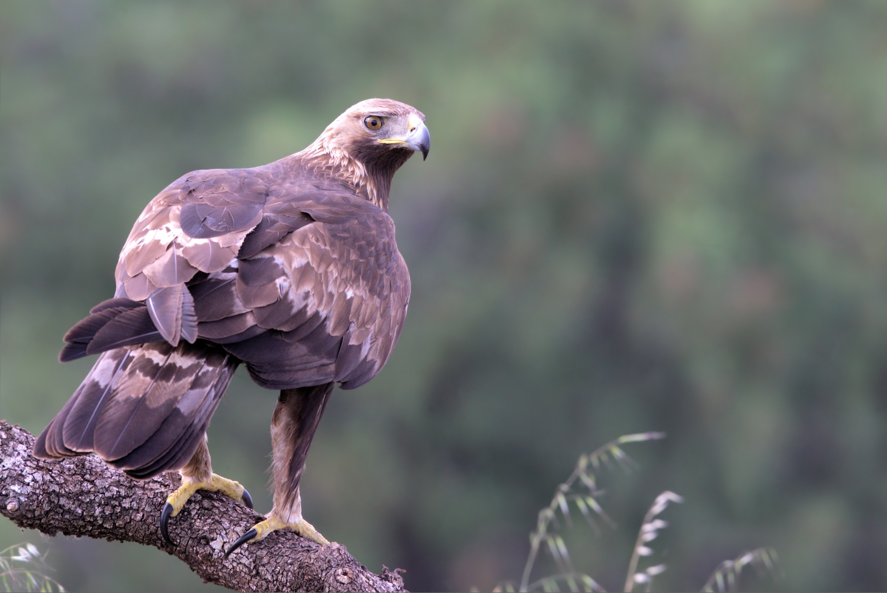 Águila real