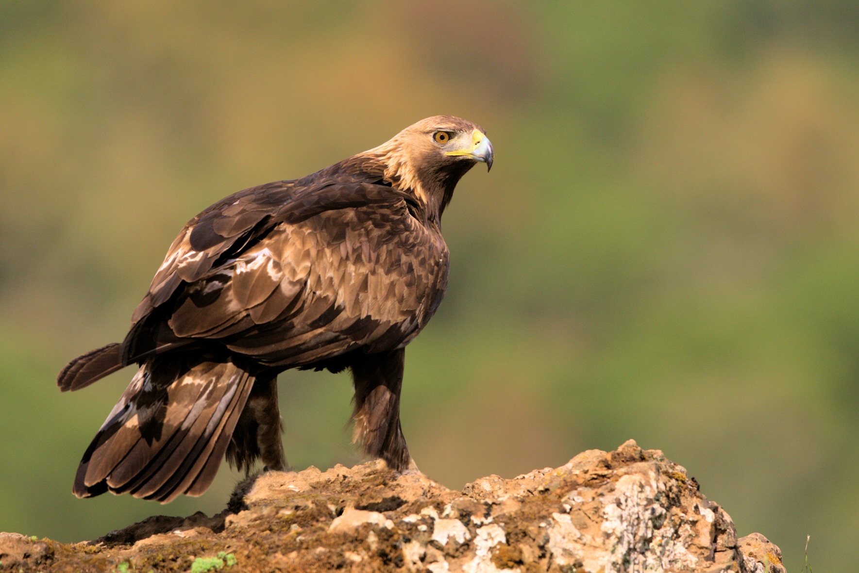 Águila real