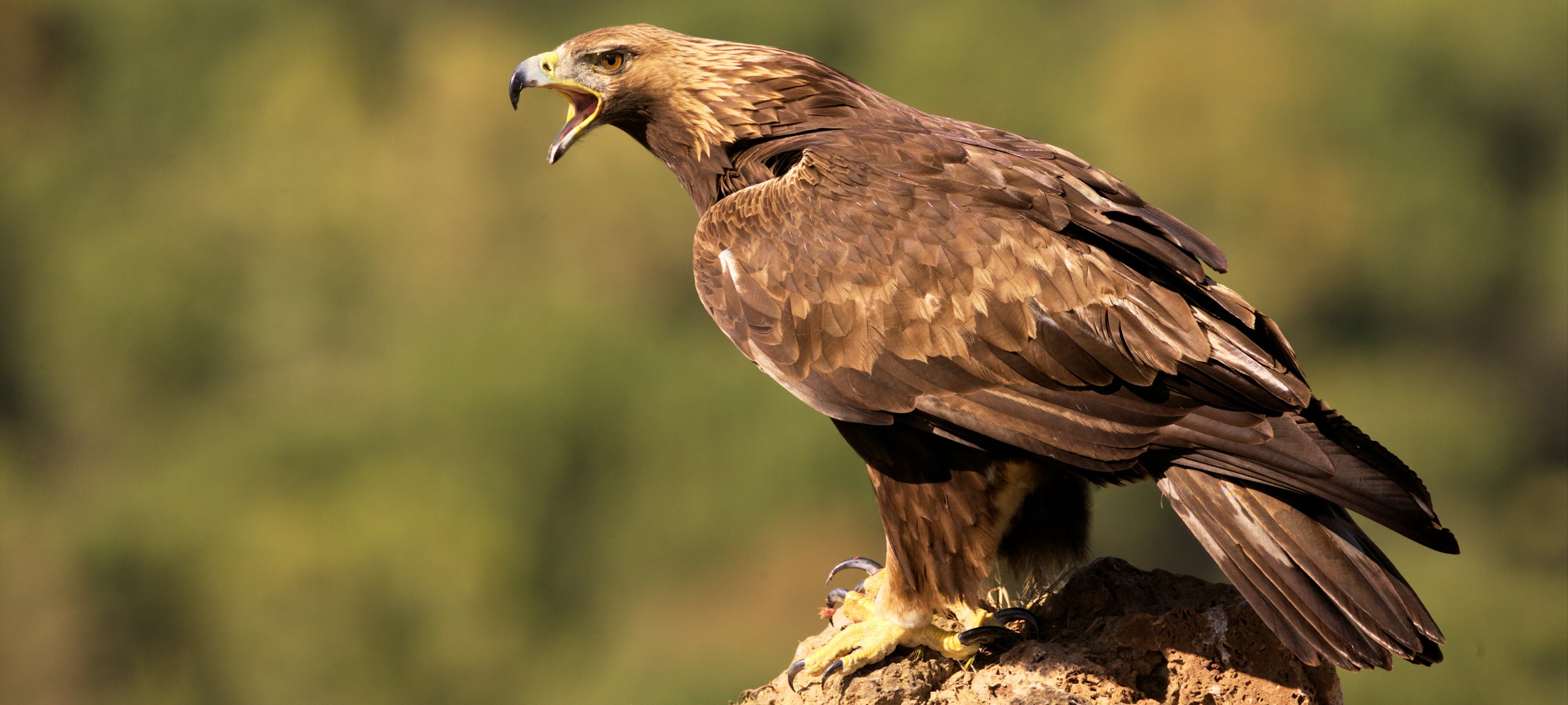 Águila real