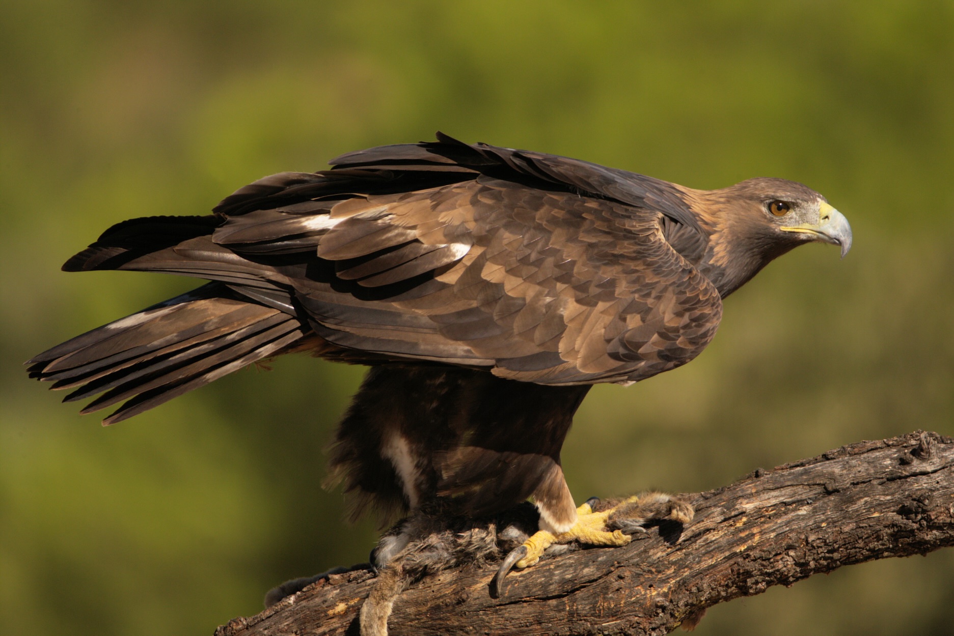 Águila real