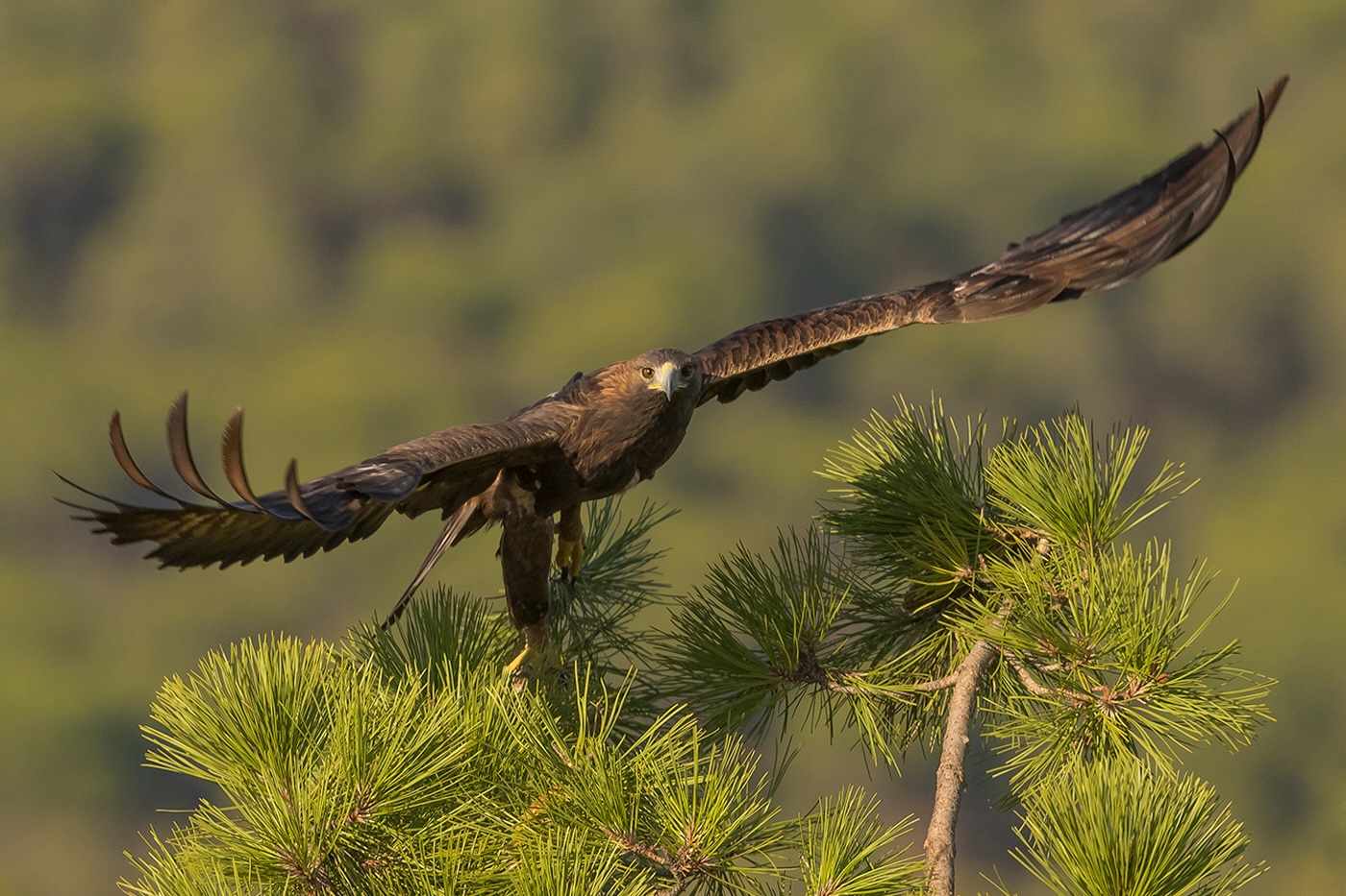Águila real