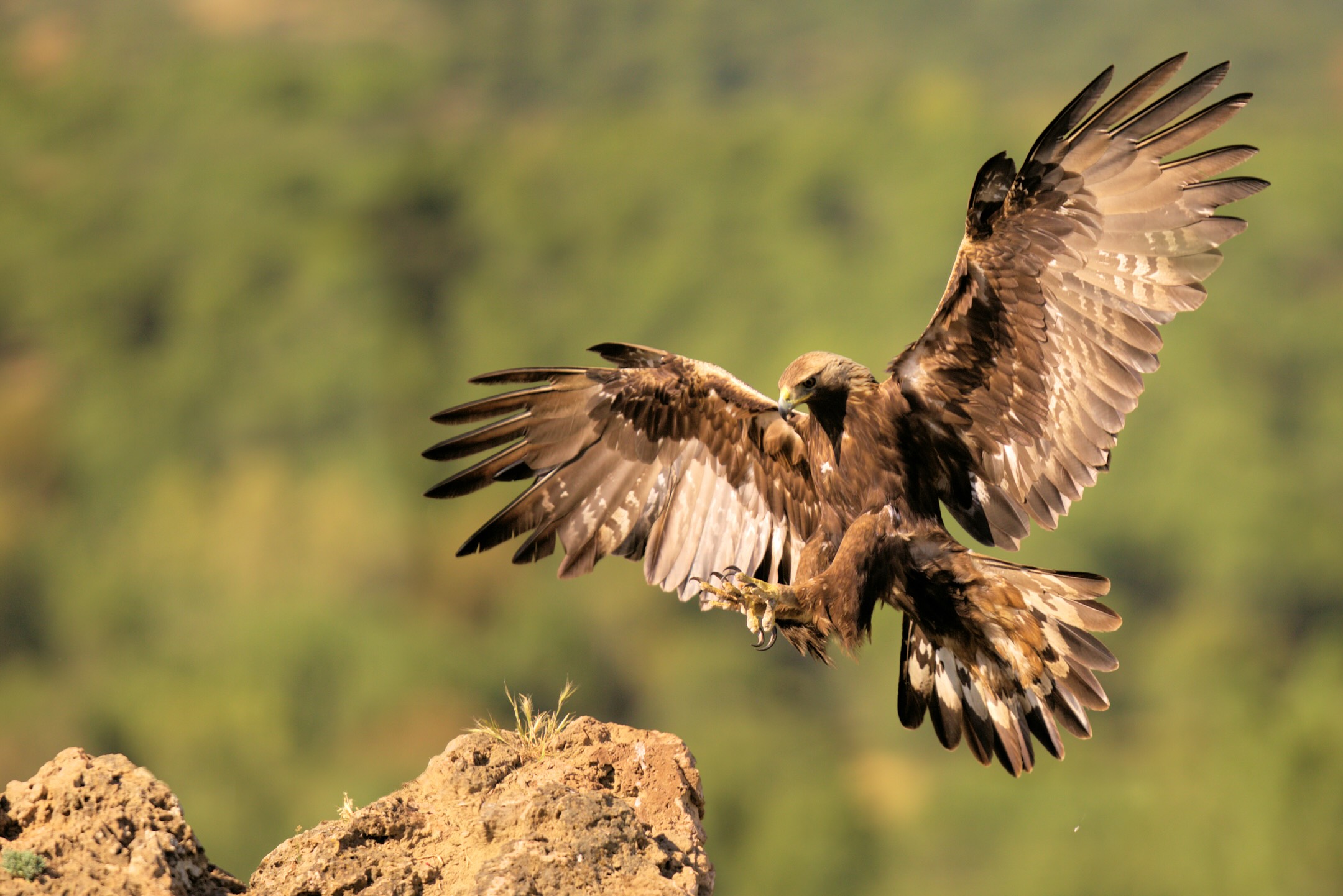 Águila real