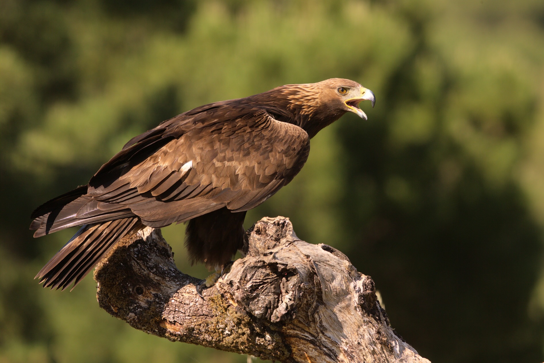 Águila real