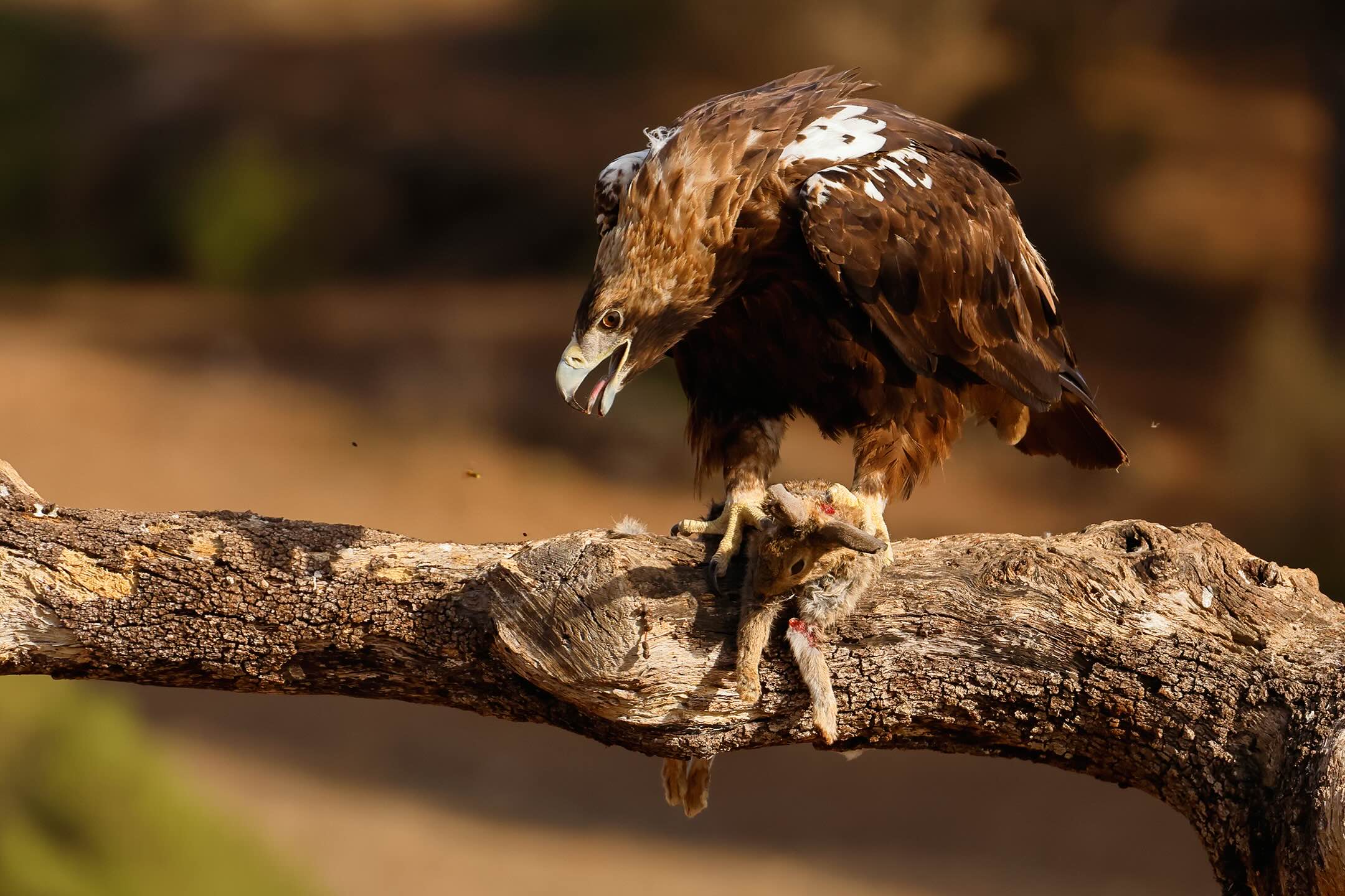Águila imperial