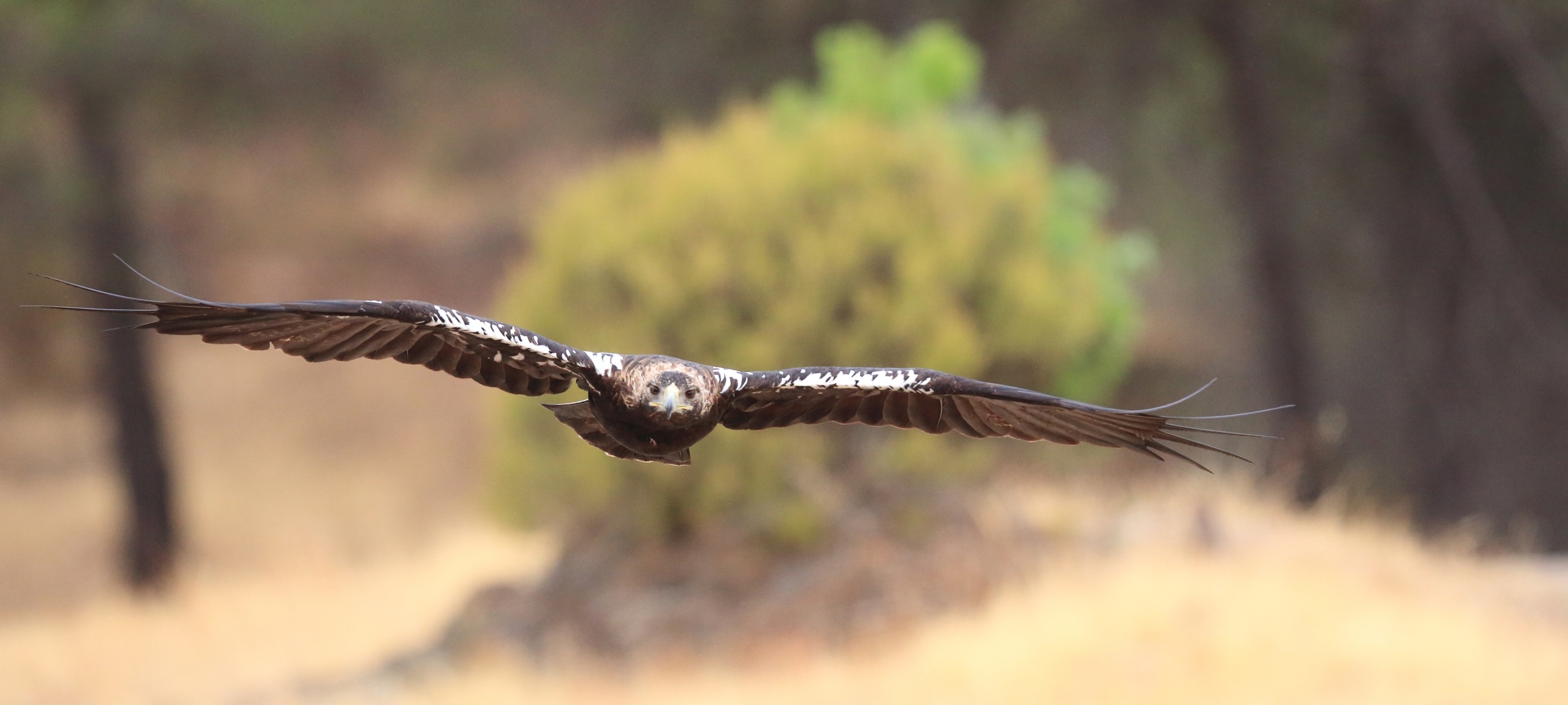 Águila imperial