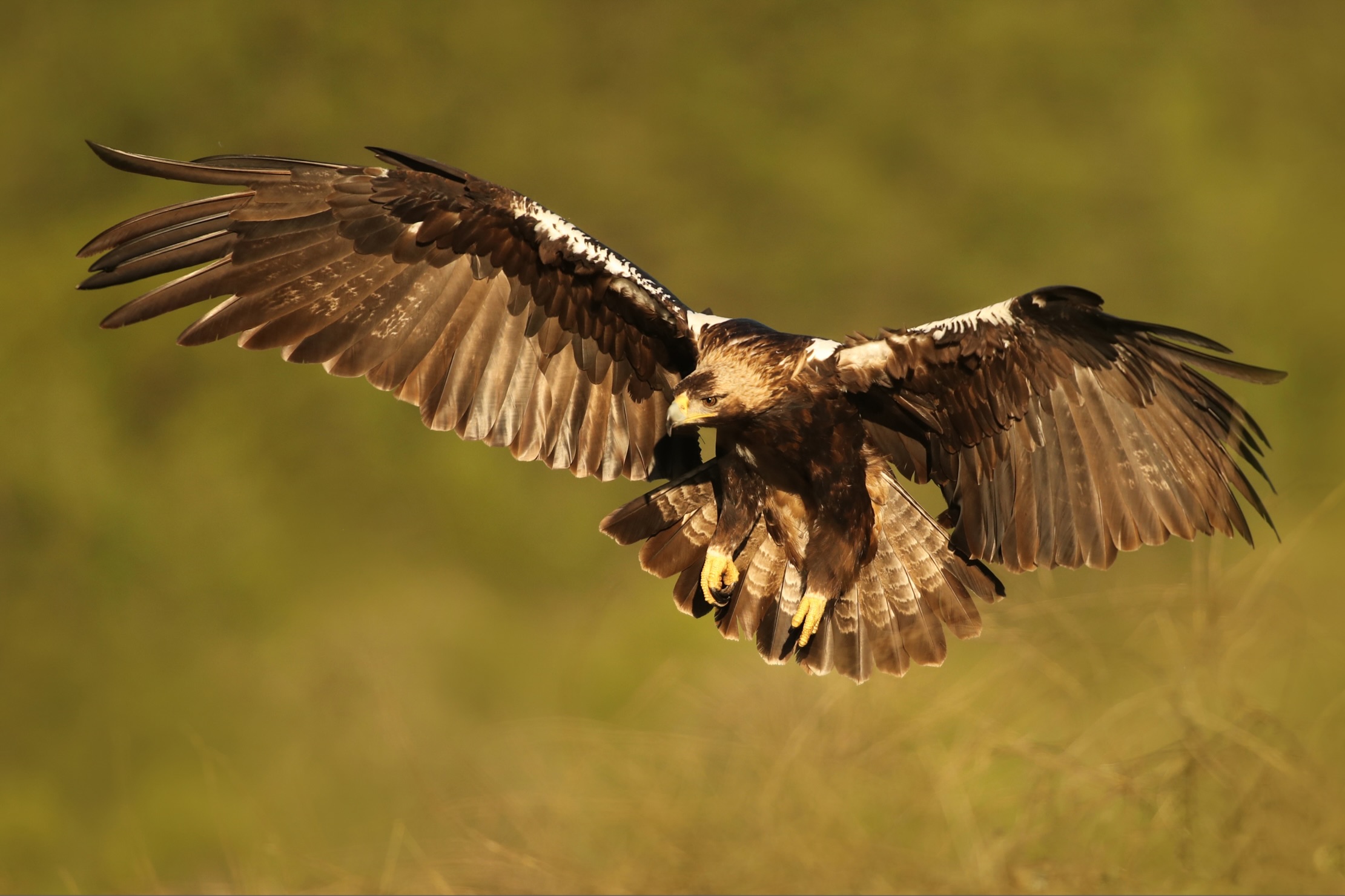 Águila imperial