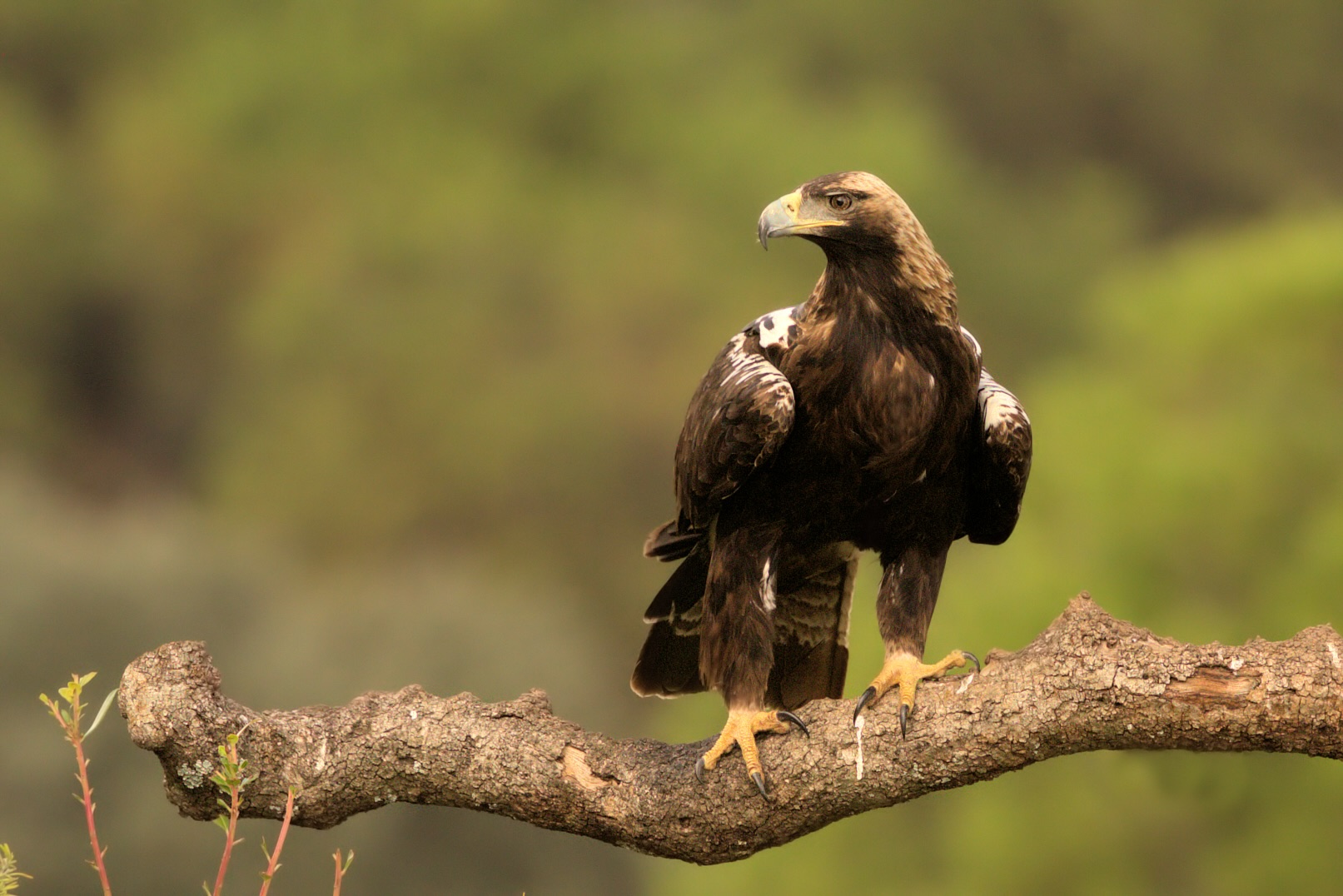 Águila imperial