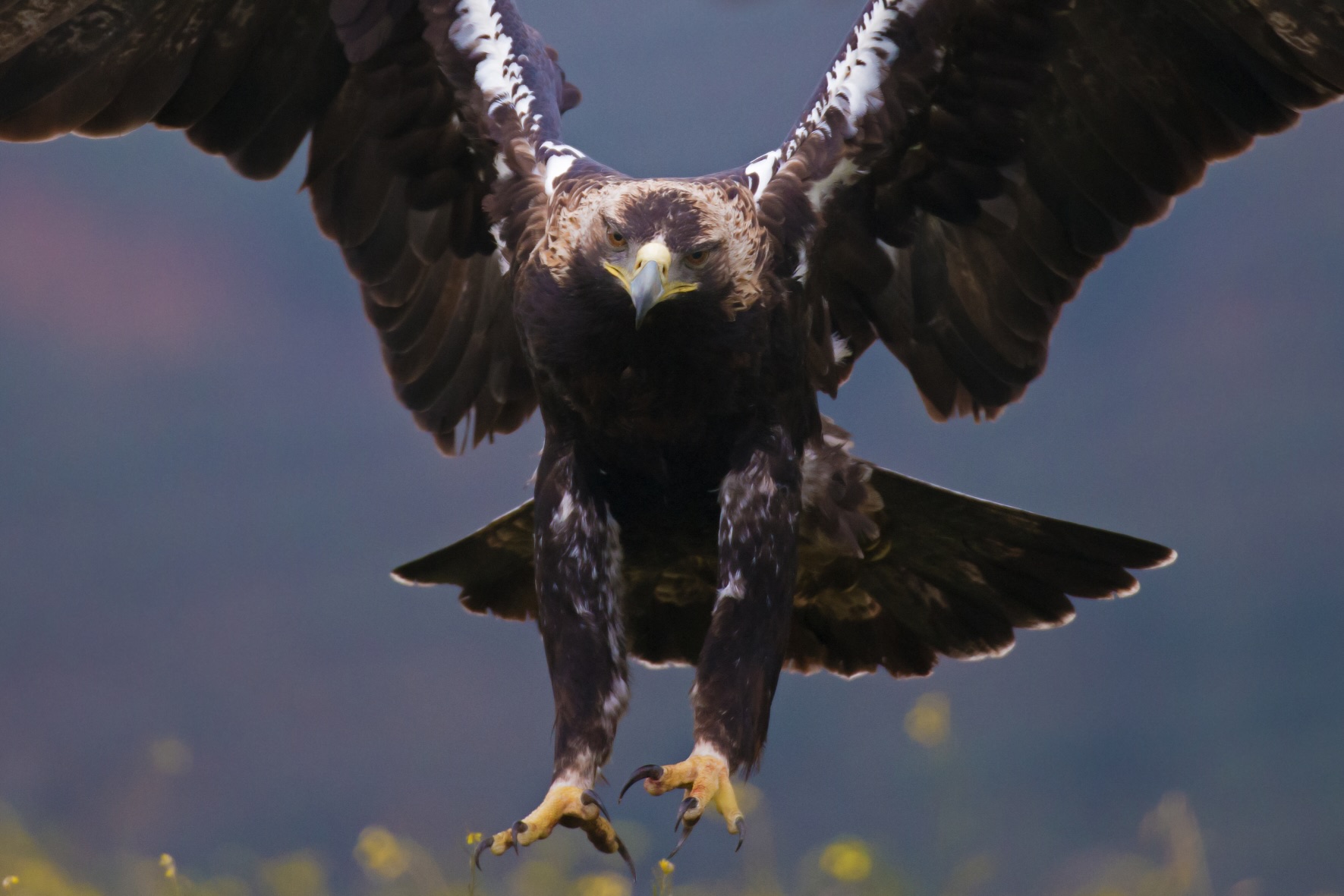 Águila imperial