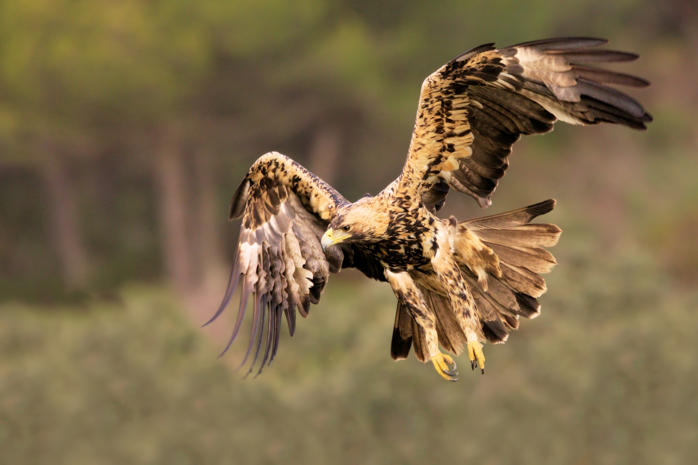 Águila imperial