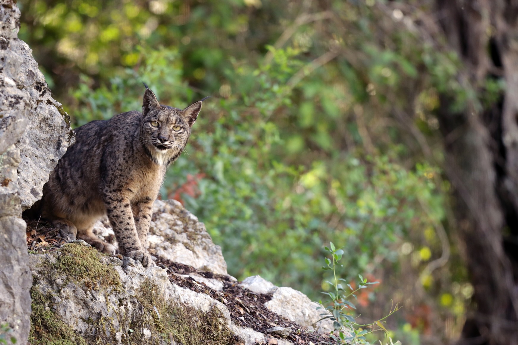 lince ibérico