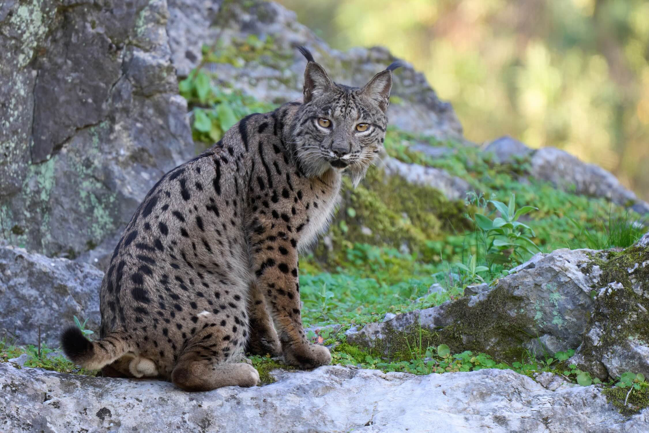 lince ibérico