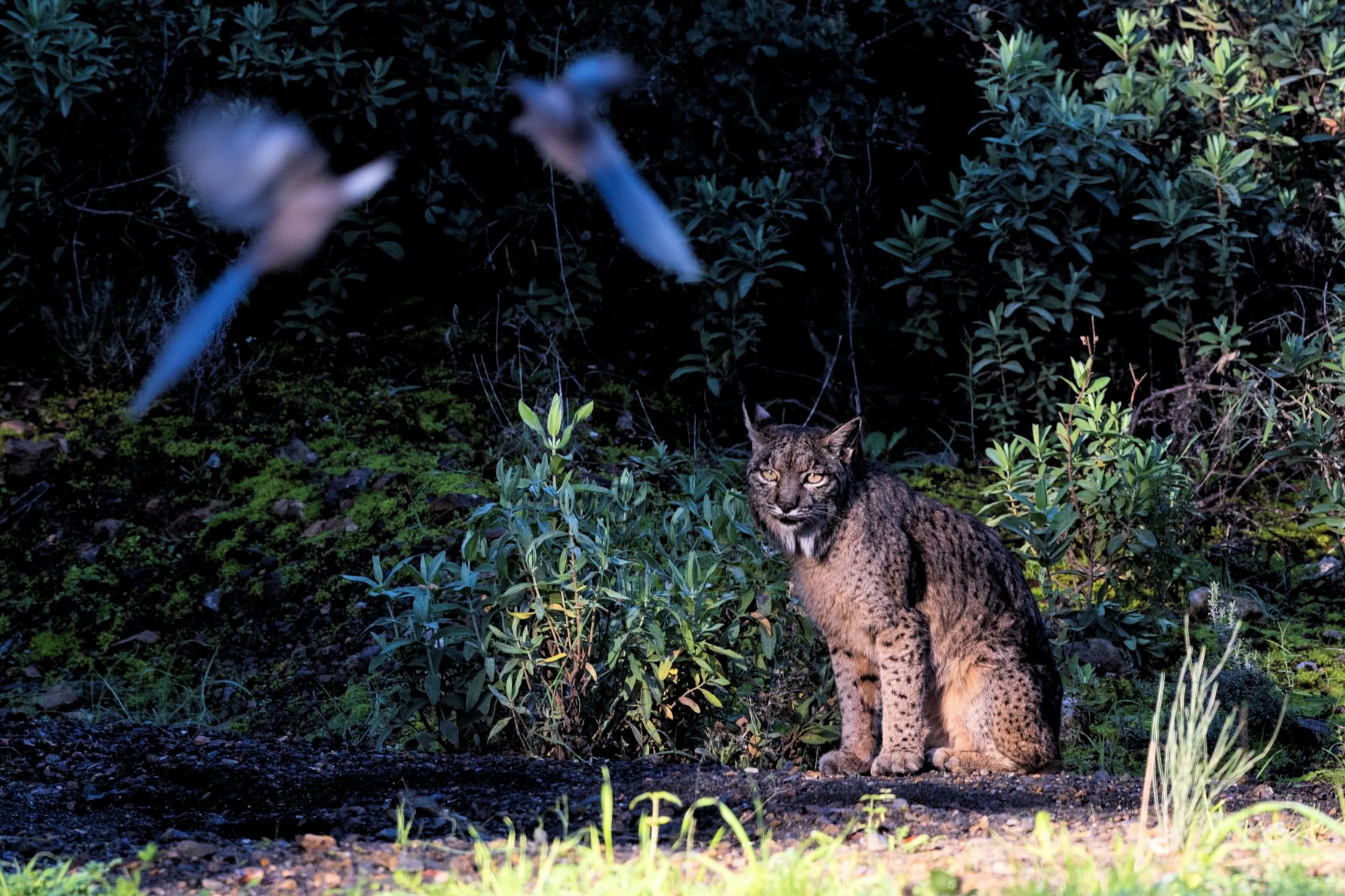 lince ibérico