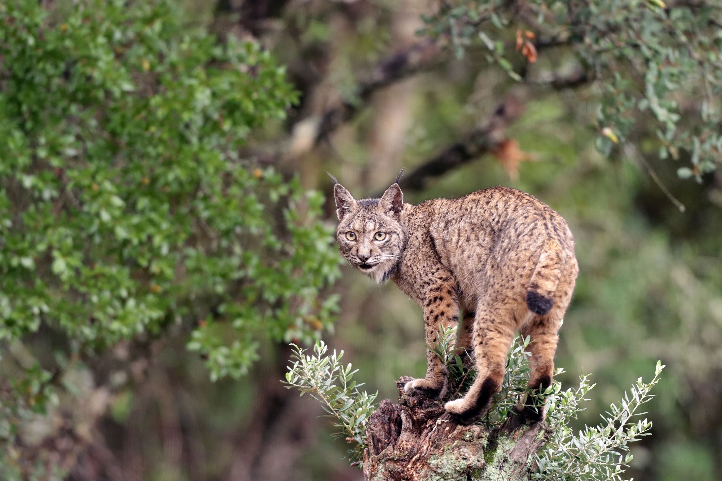 lince ibérico