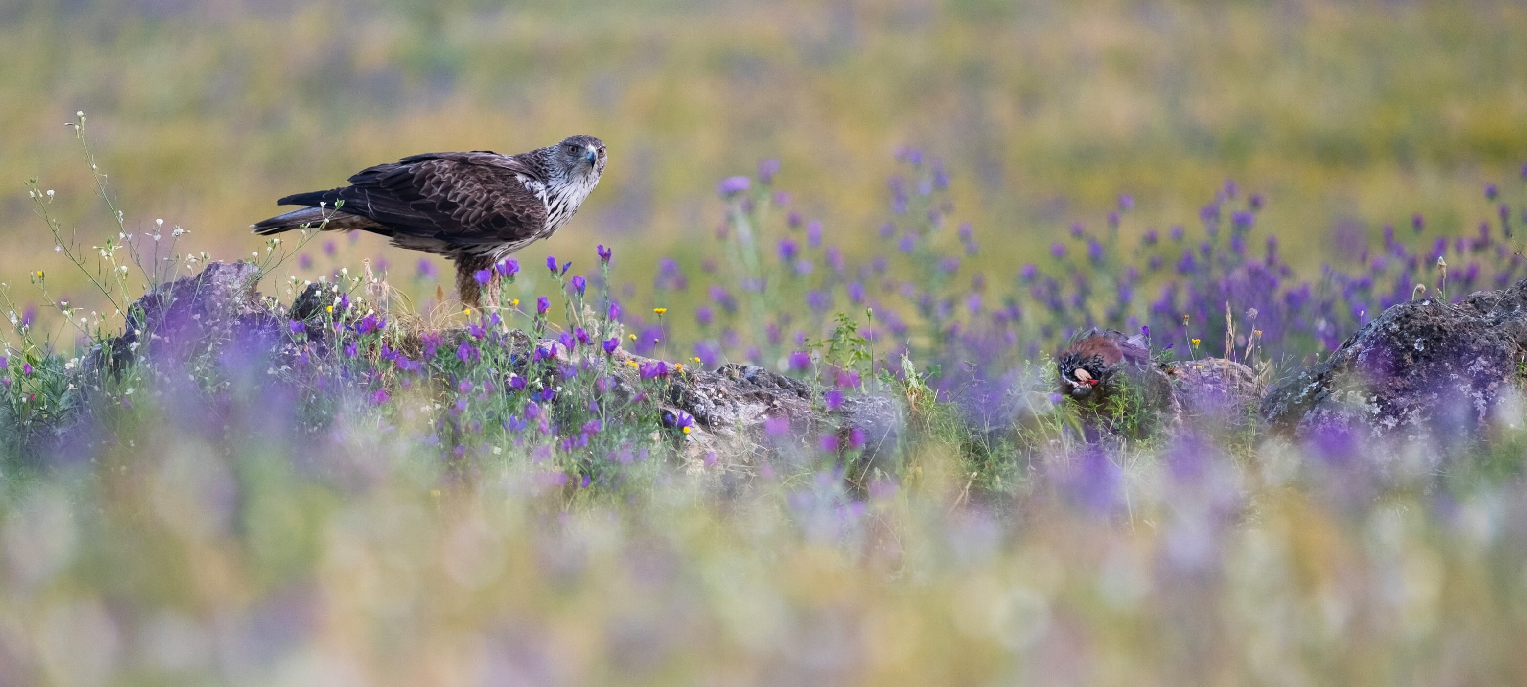 Águila perdicera