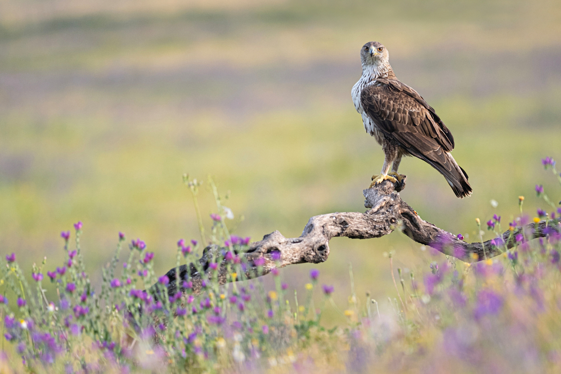 Águila perdicera