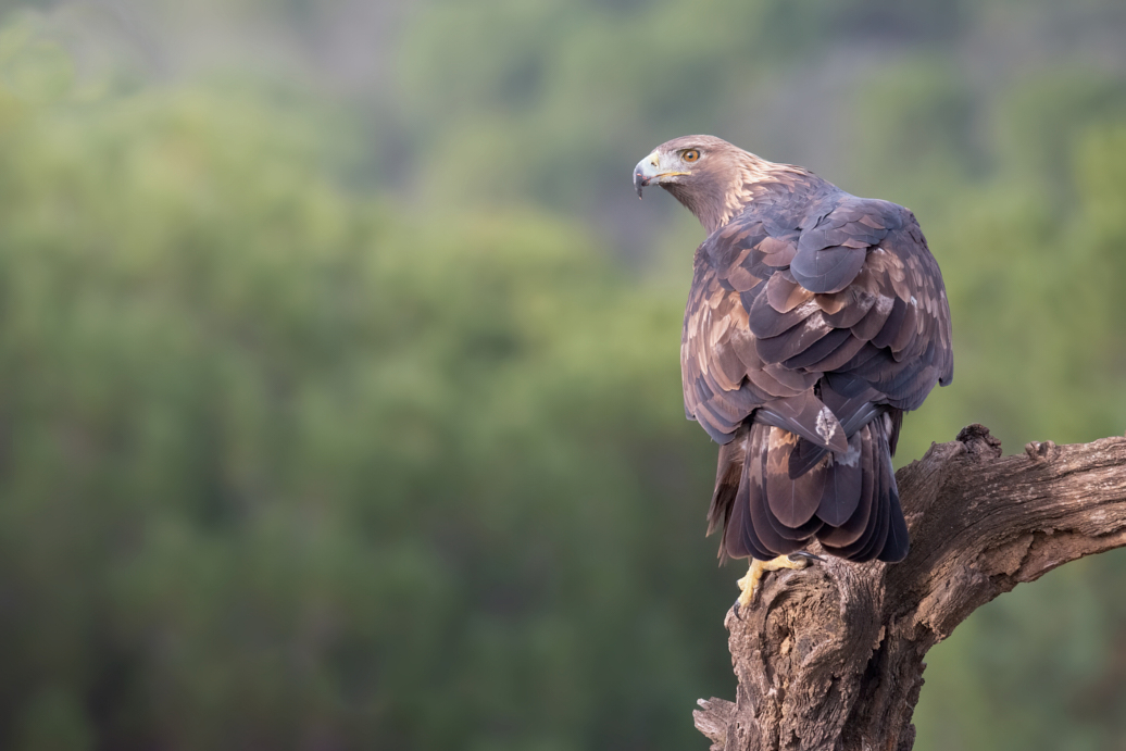 Águila real