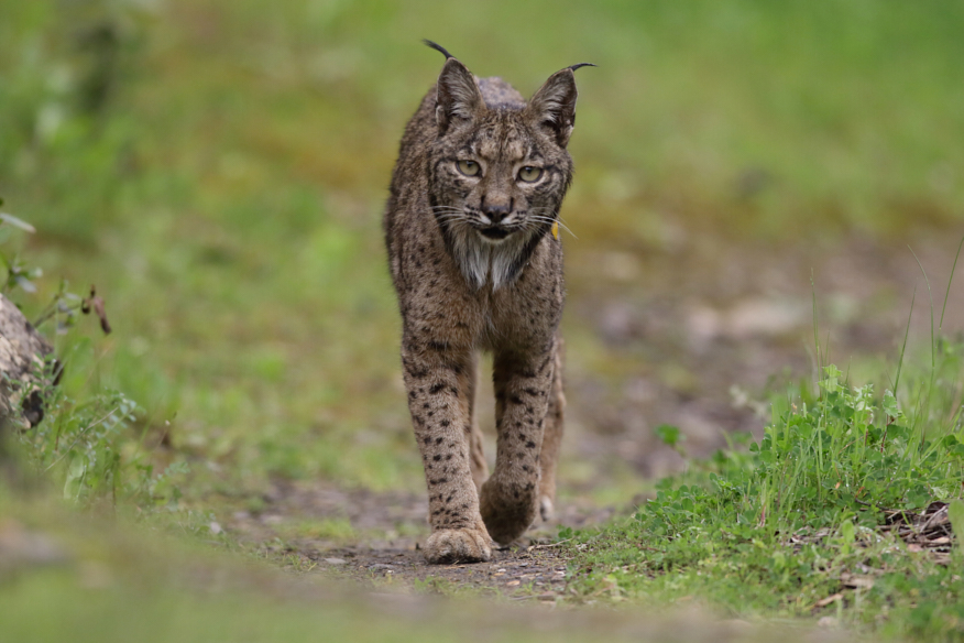 Lince ibérico