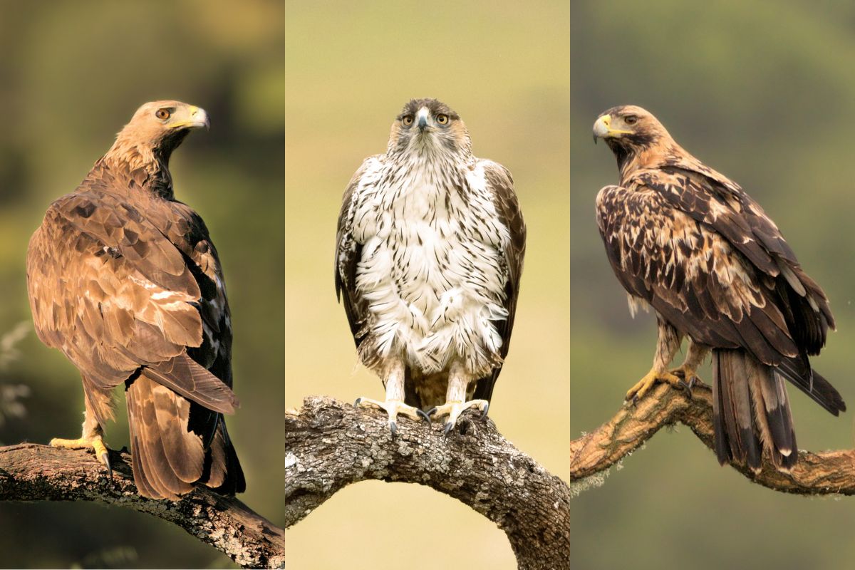 Combinado rapaces