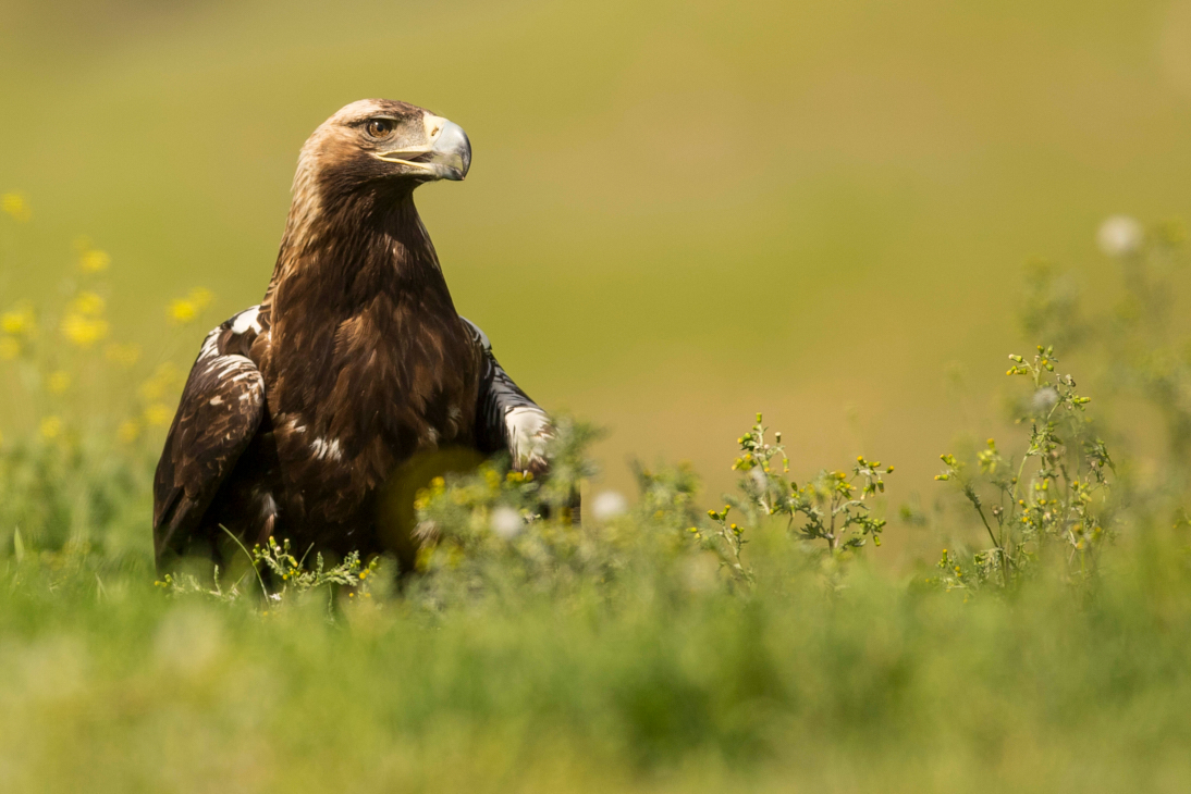 Águila imperial Ibèrica