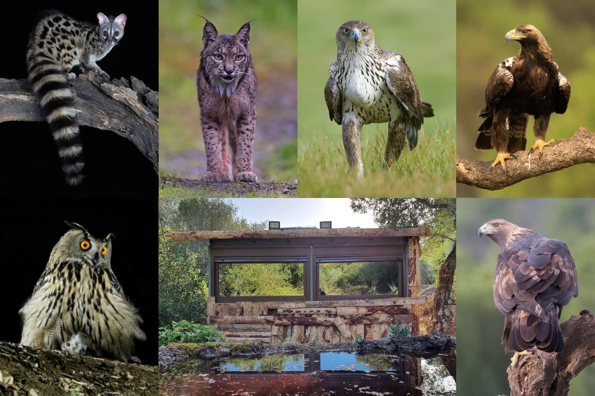 Iberian fauna